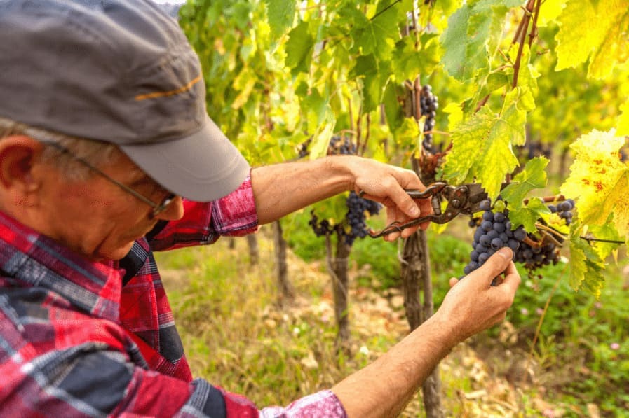 Un vigneron en train de couper du raisin à l