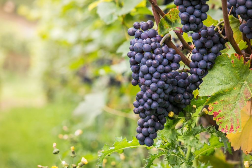 Le cycle et les différents travaux de la vigne au fil des saisons