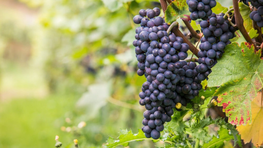 Le cycle et les différents travaux de la vigne au fil des saisons