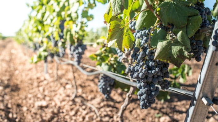 Les travaux de la vigne durant l'été