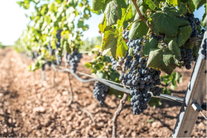 Les travaux de la vigne durant l'été