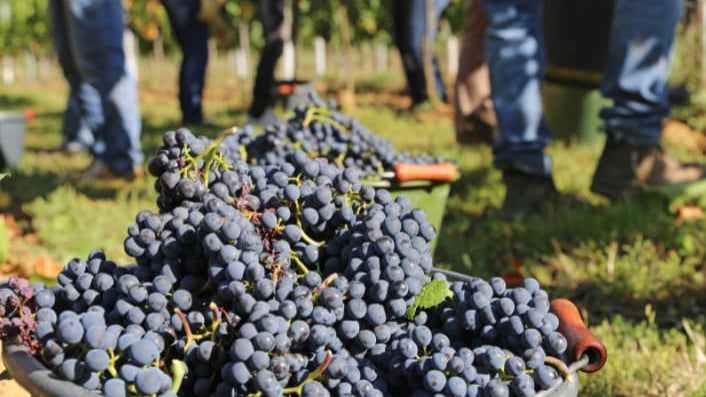Les dates de vendanges selon les régions
