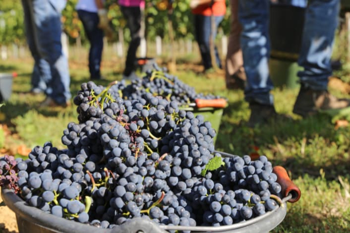 Les dates de vendanges selon les régions