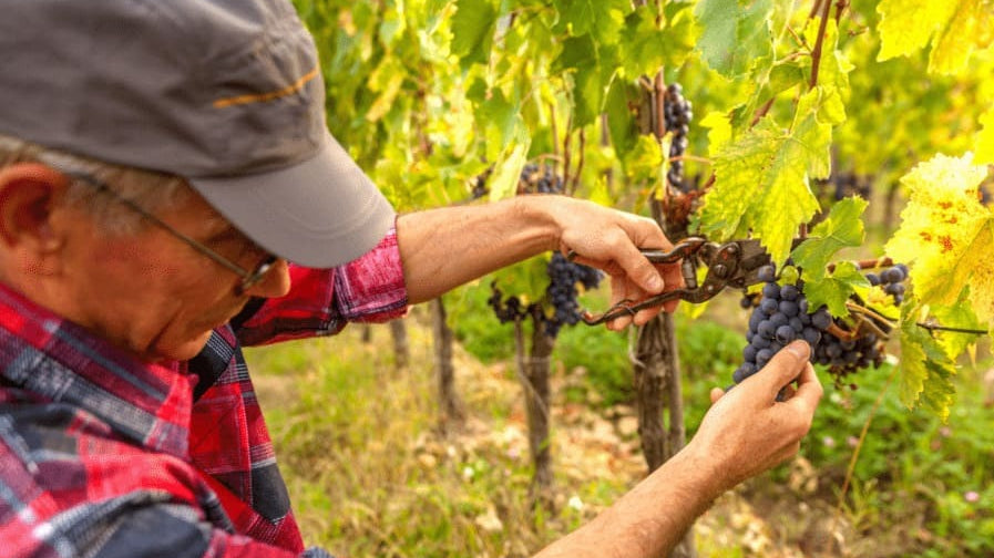Tout savoir sur les vendanges
