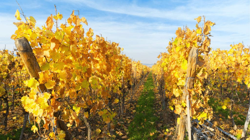 Les vendanges tardives, c'est quoi ?