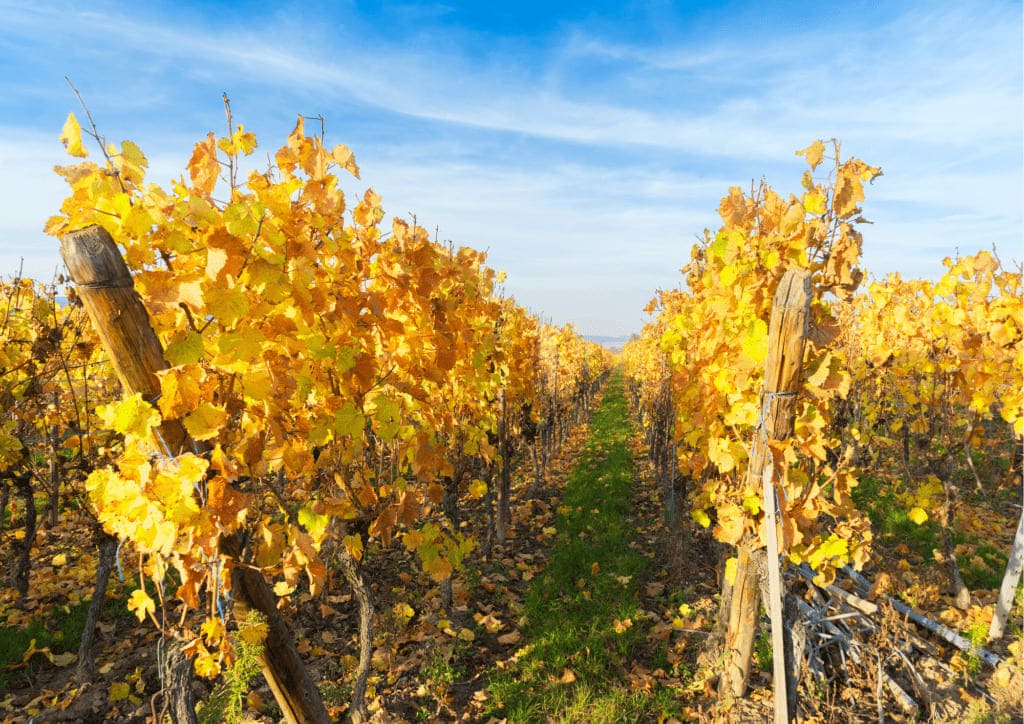 Les vendanges tardives, c'est quoi ?