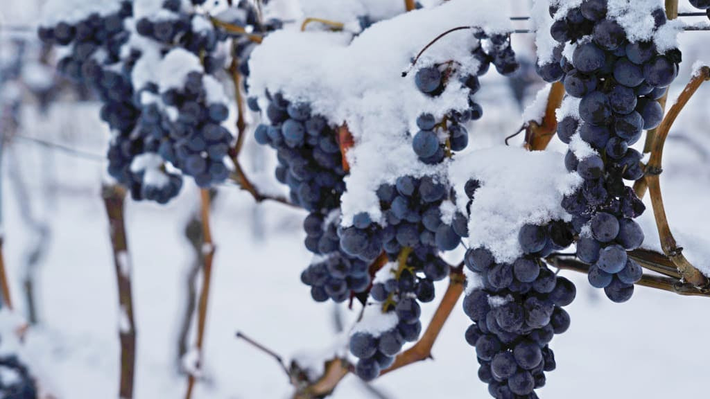 Quels vins boire en hiver ?