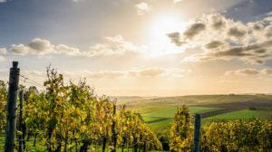 Vins AOC, AOP, IGP quelles différences ?