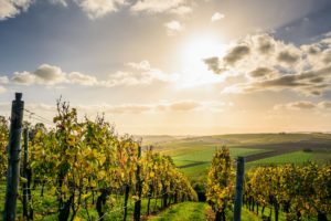 Vins AOC, AOP, IGP quelles différences ?