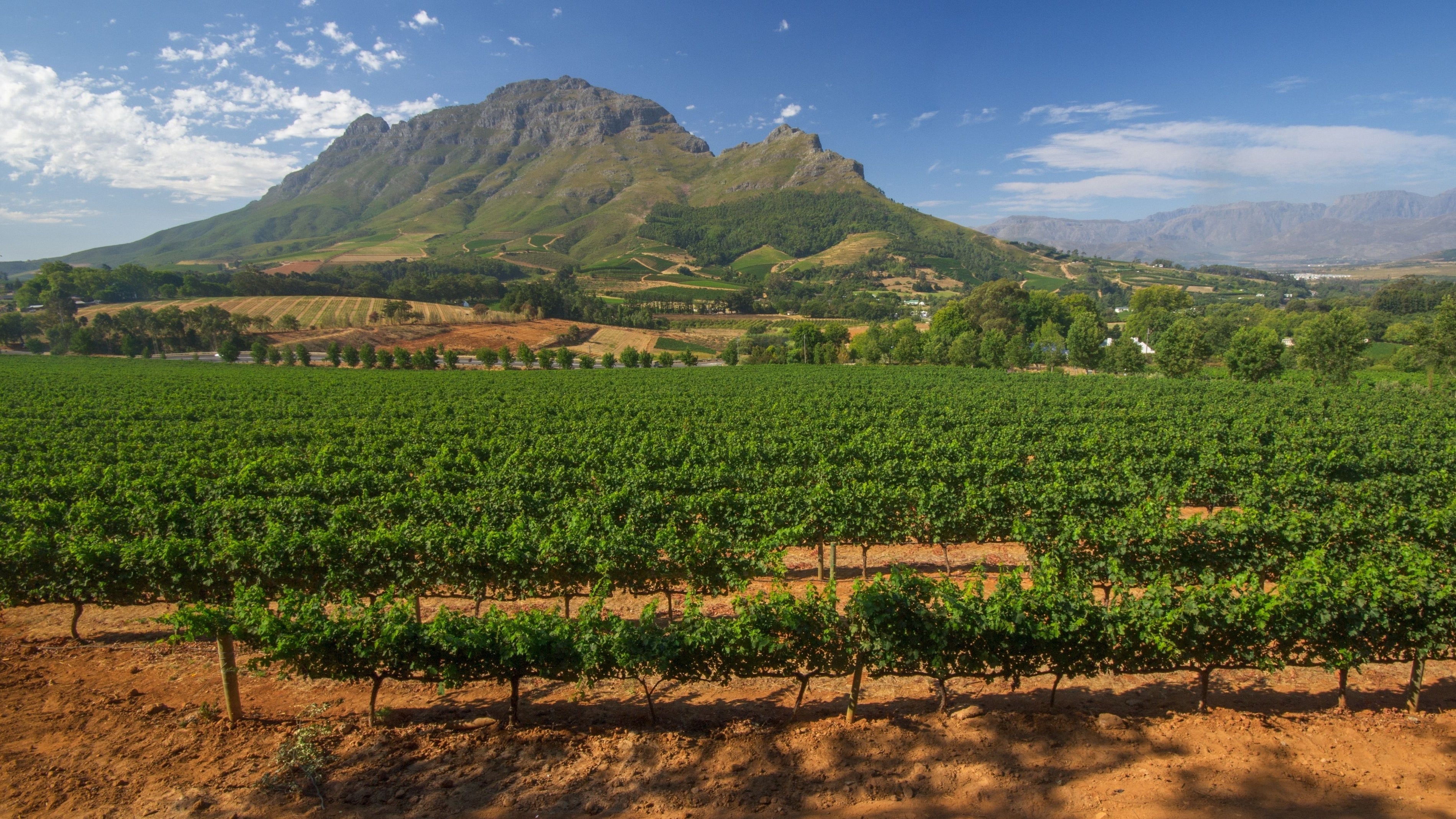 Vignobles étrangers : zoom sur les vins d'Afrique du Sud