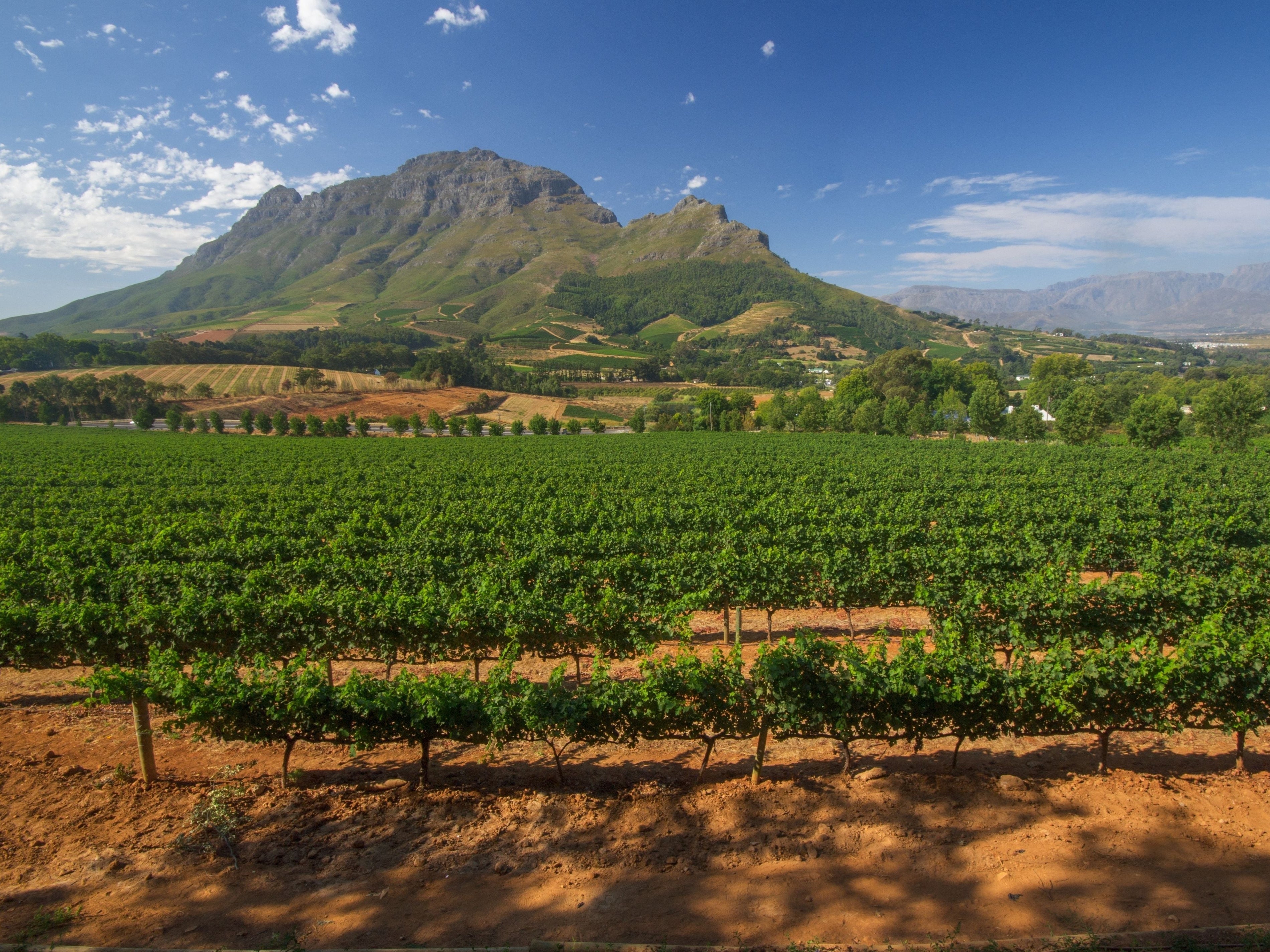 Vignobles étrangers : zoom sur les vins d'Afrique du Sud