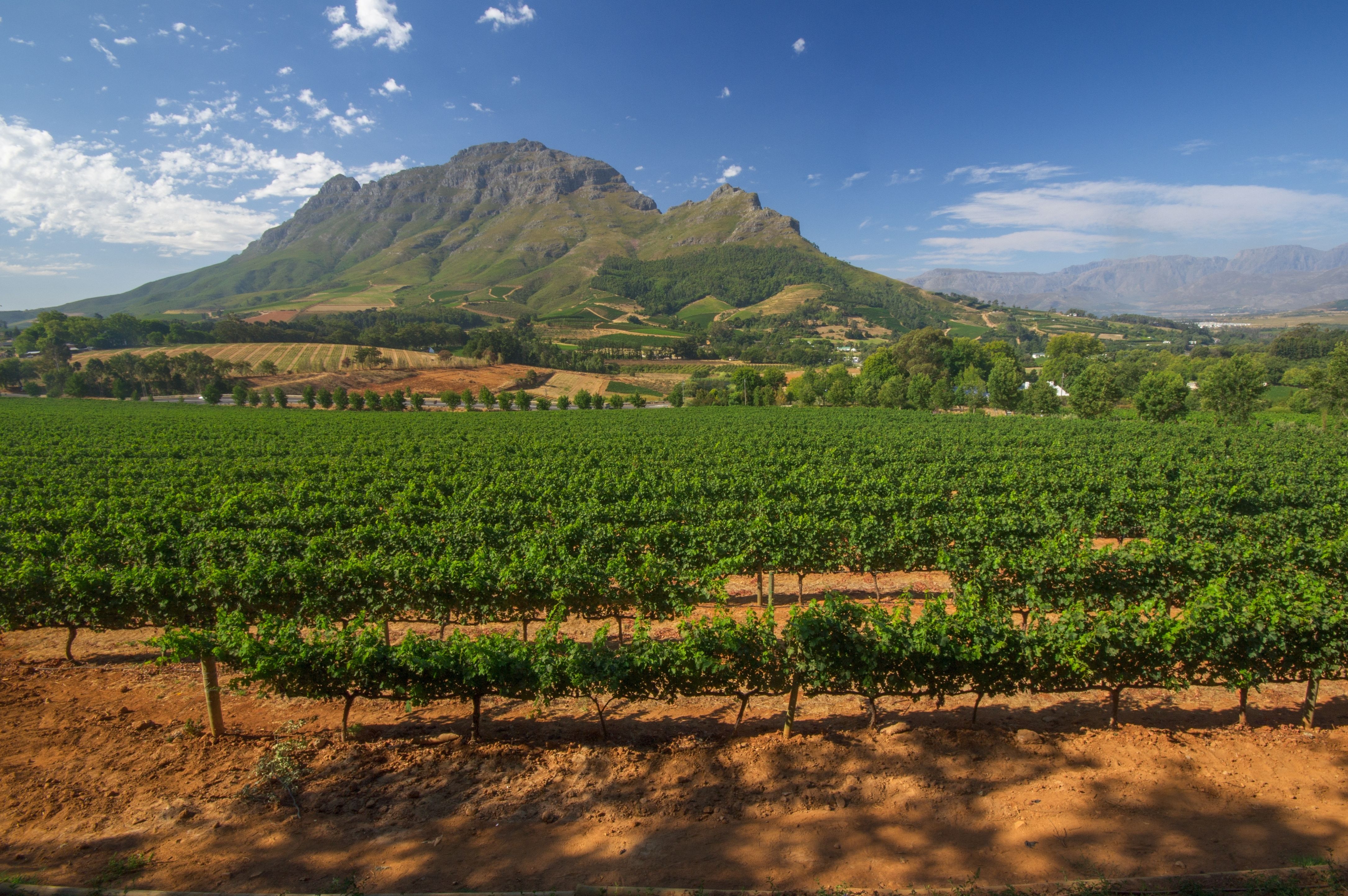 vignes d'Afrique du Sud