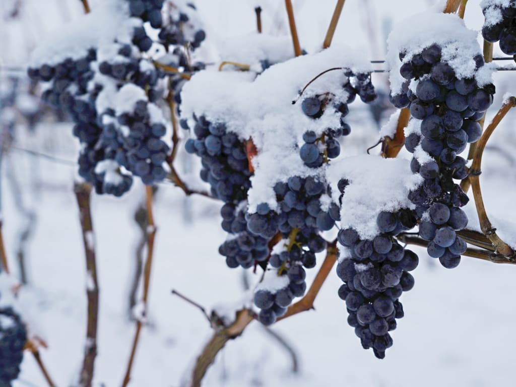 Vigne sous la neige en hiver